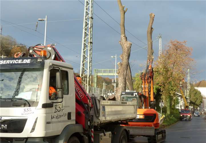 Baumfällungen an der Geschwister-Scholl-Straße am 19. November 2020. Foto: Frank Bliss