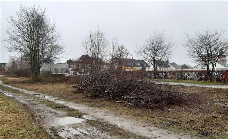 Baumfällungen zwischen Keramikerstraße und Bahnlinie. Foto: Stadt Rheinbach