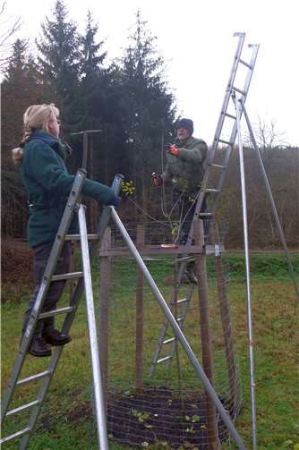 Baumpfleger Christoph Vanberg nahm den Pflegeschnitt vor.