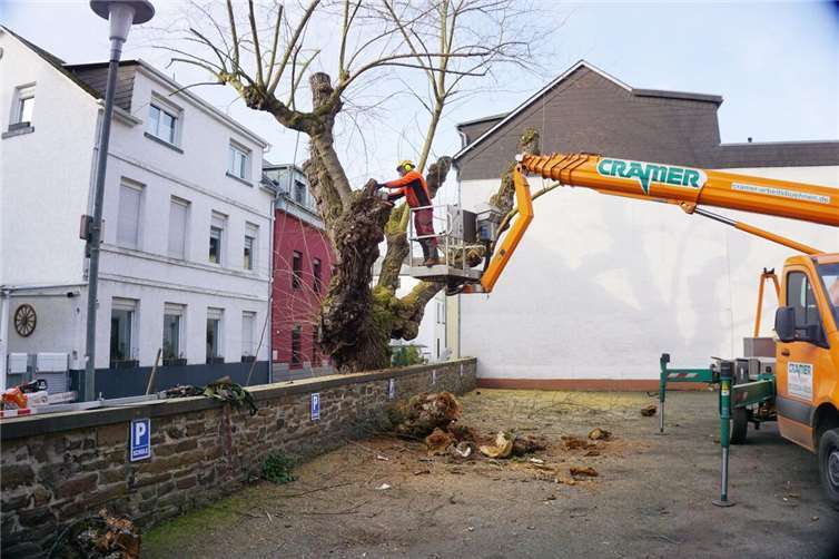 Baumpfleger des Eigenbetriebs Grünflächen- und Bestattungswesen entfernen morschen Teile aus dem Maulbeerbaum an der Horchheimer Joseph-Mendelssohn-Grundschule.  Foto: Stadt Koblenz / Verena Groß