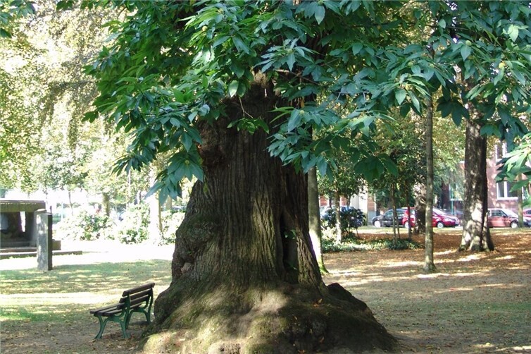 Baumschulwäldchen, Weststadt