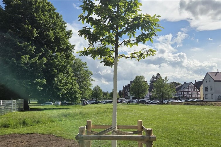 Baumspende „Rheinfreund“ am Rheinufer in Neuendorf