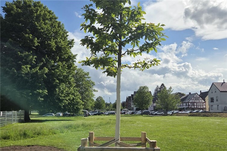 Baumspende „Rheinfreund“ am Rheinufer in Neuendorf.