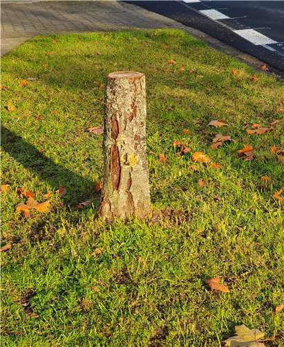 Baumstumpf auf einer städtischen Grünfläche, wo ein verdorrter Baum entfernt werden musste. Vielleicht gibt es schon bald die Möglichkeit einer Bürgerspende für die Neuanpflanzung.Foto: CDU