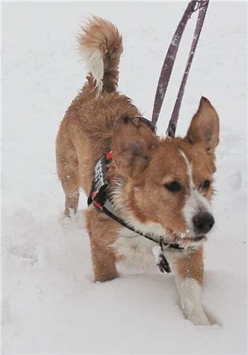 Baxter sucht dringend ein ebenerdiges Zuhause.privat