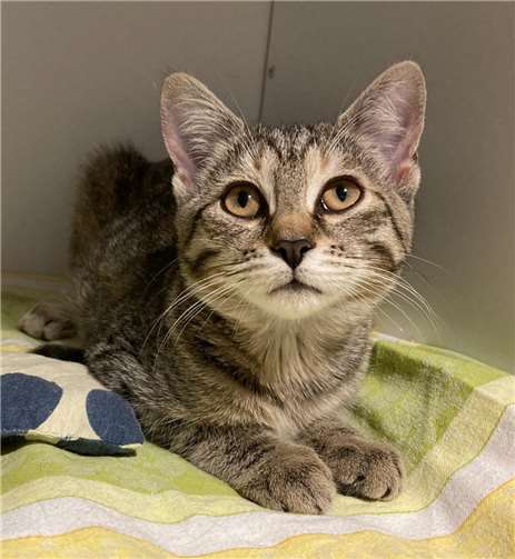 Becky, ein etwa 13 Wochen altes Tigermädchen. Fotos: Katzenschutzfreunde Rhein-Ahr-Eifel e.V.