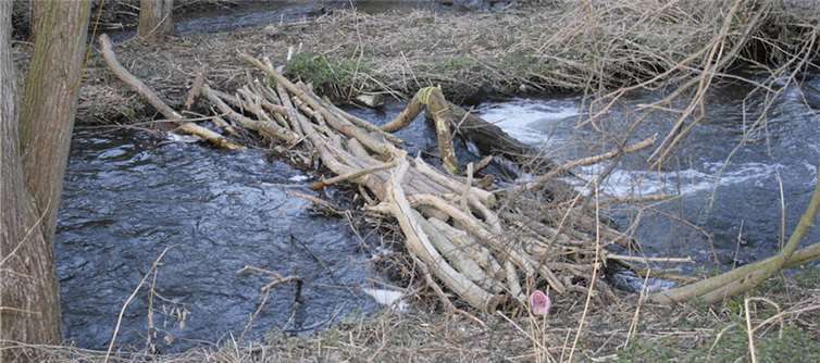 Bedenklich: Unbekannte haben einen Damm gebaut und stören somit den Prozess des Laichens verschiedener Fische. Stephan Rosenzweig