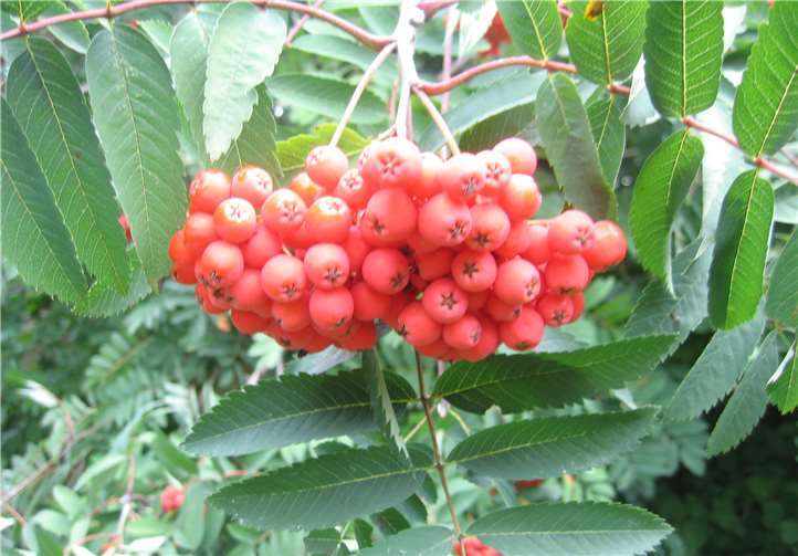 Beeren der Eberesche („Vogelbeere“): Beliebt bei hungrigen Vögeln. privat