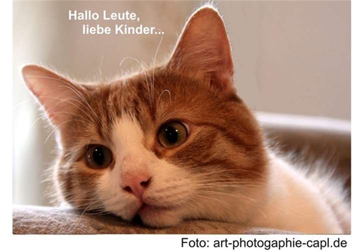 Bei Kater Bobby war in den letzten Wochen eine Menge los. Foto: art-photogaphie-capl.de