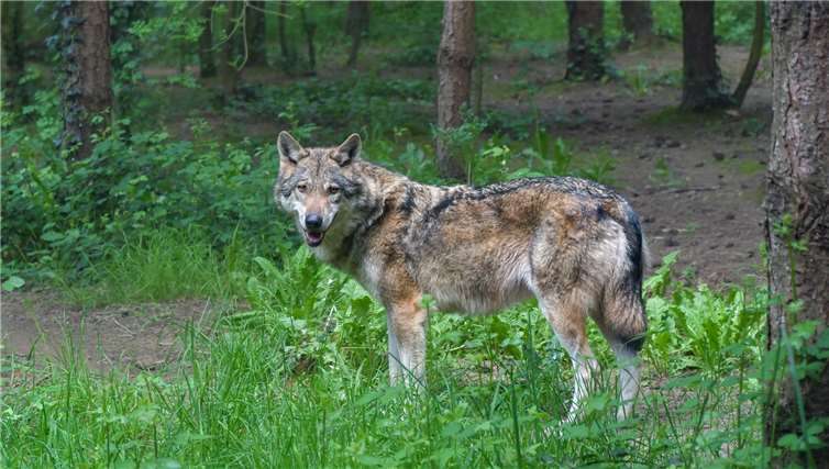 Bei Remagen und Adenau riss ein Wolf mehrere Schafe. Foto: pixabay.com