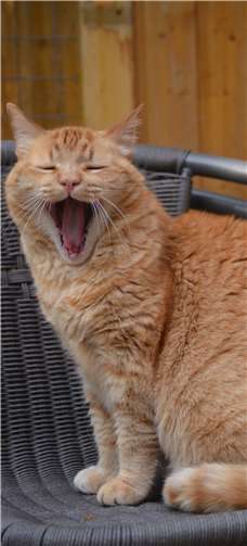 Bei Themenabend dreht sich alles um die Zahngesundheit bei Tieren. Antje Firmenich