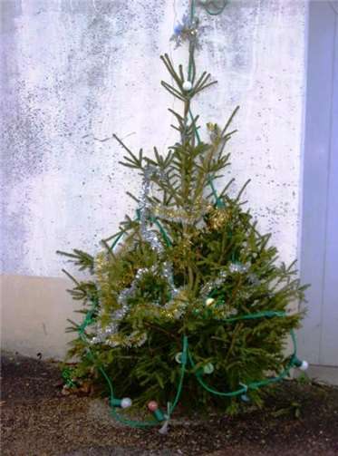 Bei allen Veränderungen ist der Weihnachtsbaum doch geblieben.