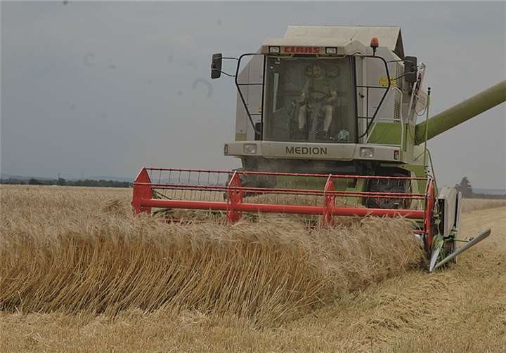Bei dem trockenen Hochsommerwetter erntet der Mähdrescher ein Feld bei Morenhoven ab.WEIGERT