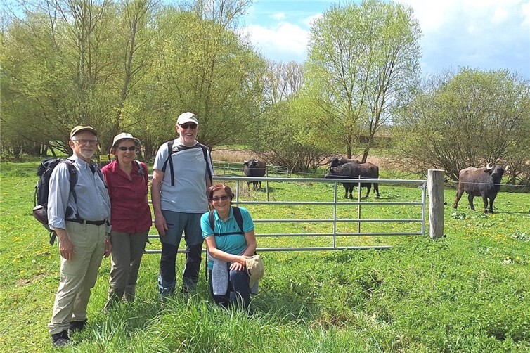 Bei den Büffeln in Rüber