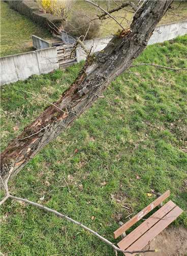 Bei den Kontrollen mit dem Steiger stellten die SBN-Mitarbeiter fest, dass sich mehr Totholz in den Bäumen gebildet hat und auf Weg und Bänke herabzufallen drohte.