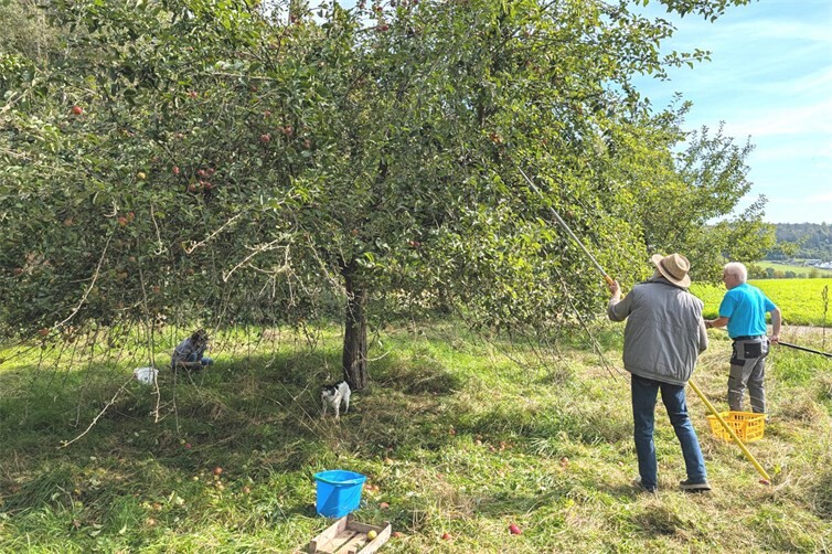 Bei der Apfelernte auf der Streuobstwiese in Raubach packten alle mit an.