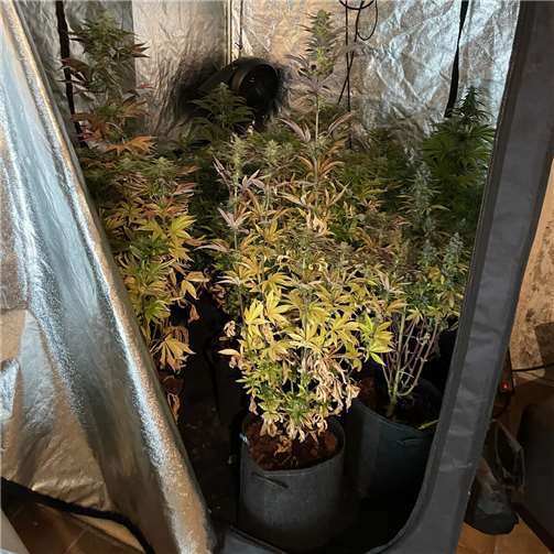Bei der Durchsuchung wurde auch eine Marihuana-Plantage entdeckt. Foto: Kreispolizeibehörde Rhein-Sieg-Kreis