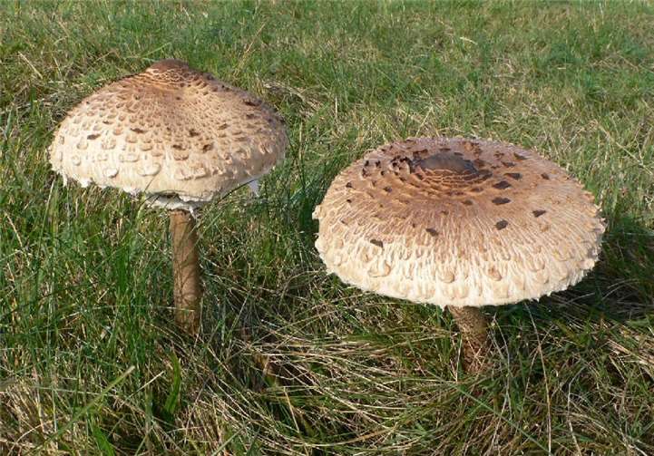Bei der Exkursion wird man viel Wissenswertes aus dem Reich der Pilze erfahren. Foto: NABU Rengsdorf