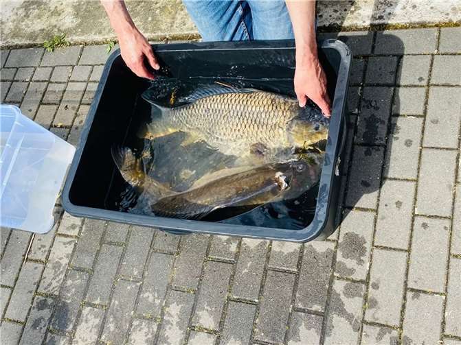 Bei der Fangkammerleerung. Copyright: BUND Koblenz