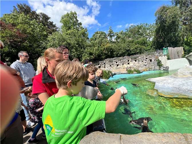 Bei der Fütterung der Pinguine.