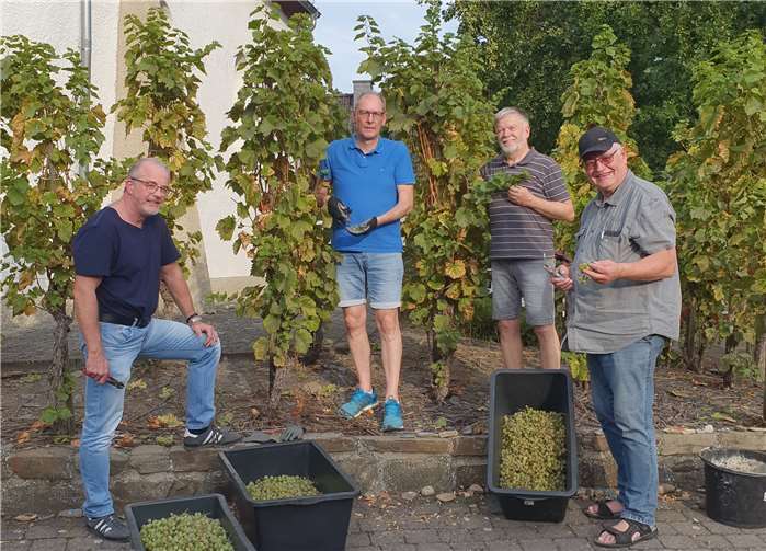 Bei der Lese: Henry Klar (v.li.), OV Karl-Heinz Arzdorf, Joachim Fiege und Paul Heinemann.Foto: privat