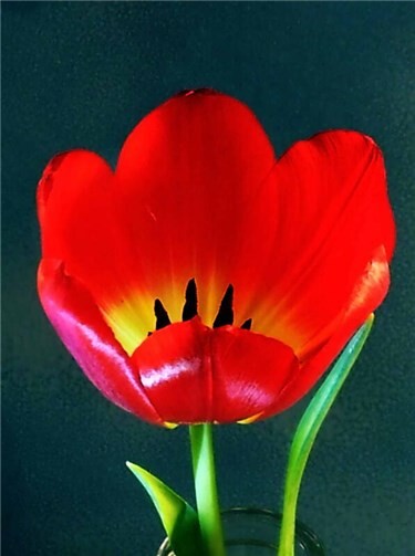 Bei der Makrofotografie entstanden regelrechte Kunstwerke.