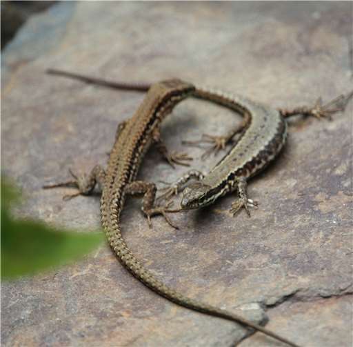 Bei der Paarung der Mauereidechse geht es wild zu. Foto: WITE