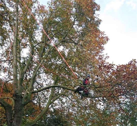 Bei der Risikobaumfällung die Anwendung der Seilklettertechnik notwendig. Fotos: DU