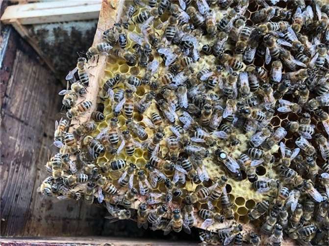 Bei der Umweltlernschule+ des Abfallwirtschaftsbetriebs Landkreis Ahrweiler ist jetzt auch ein Bienenvolk Teil des außerschulischen Lernprogramms. Aktuell wird noch ein Name für das Volk gesucht.  Foto: Jutta Bruns