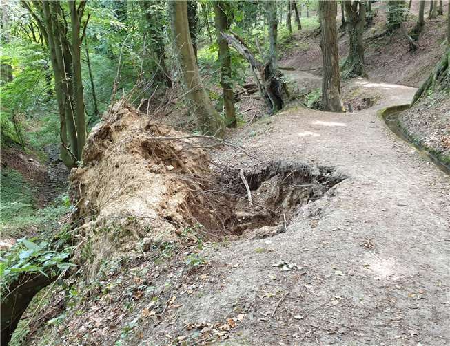 Bei der Wanderung können die Waldschäden begutachtet werden. Foto: privat