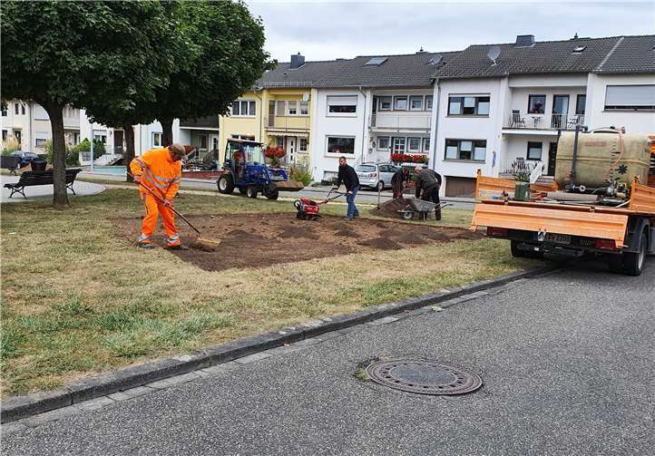 Bei der ersten Fläche wurde eine Blumenwieseneinsaat auf einer vorbereiteten Fläche im Rasen vorgenommen.