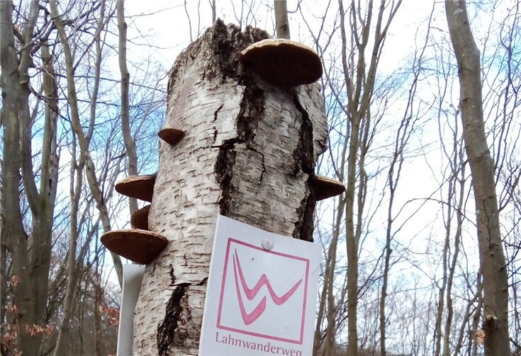 Bei der geplanten Wanderung geht es entlang der Lahnschleife bei Dörnberg. Foto: Rita Landau