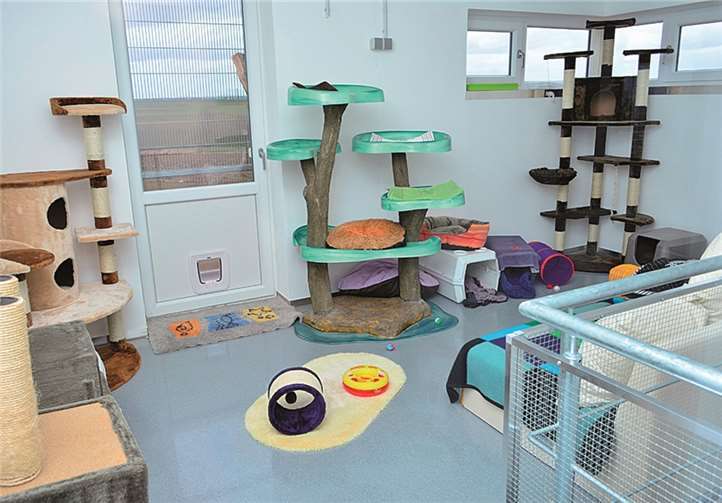 Bei diesem Anblick müsste doch das Herz jeder Samtpfote höher schlagen. Vor allem, weil es auch eine Katzenklappe nach draußen gibt.