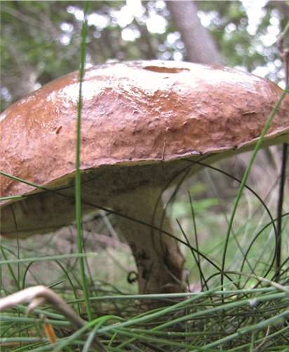 Bei diesem Butterröhrling sollte vor dem Verzehr die Huthaut entfernt werden, da diese zu Unverträglichkeiten führen kann.Dietmar Ebi / Landesforsten RLP