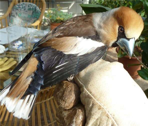 Bei diesem Vogel handelt es sich um einen Kernbeißer. Foto: privat