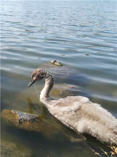 Bei diesem jungen Schwan hatte sich eine Angelschnur im Schnabel verhakt, der zugehörige Angelhaken saß im Magen fest und musste herausoperiert werden. Pressestelle Kreisverwaltung