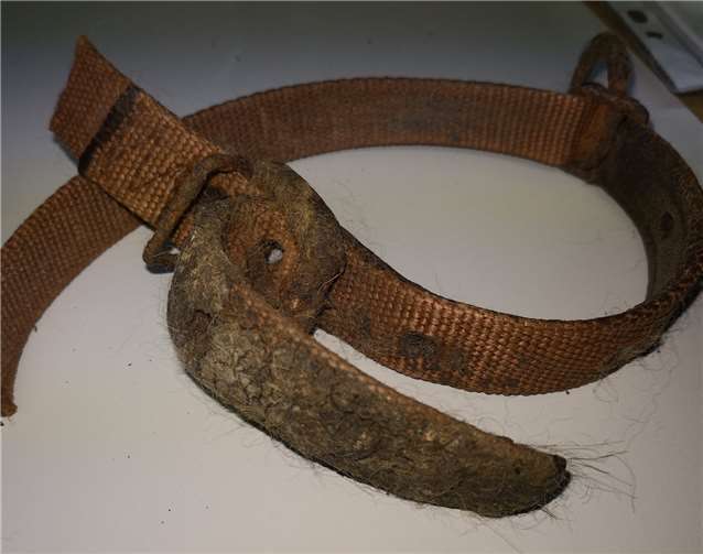 Bei einem der Hunde konnte ein Halsband entdeckt und aus dem Fell geschnitten werden.