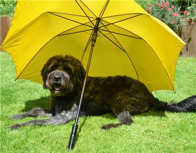 Bei großer Hitze brauchen Tiere ein schattiges Plätzchen. privat