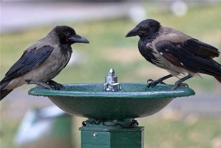 Bei heißen Wetterlagen sind Trinkwasserspender im öffentlichen Raum für Mensch und Tier mitunter überlebenswichtig. Diese Spender gibt es in vielen verschiedenen Ausführungen und Variationen.                                                              