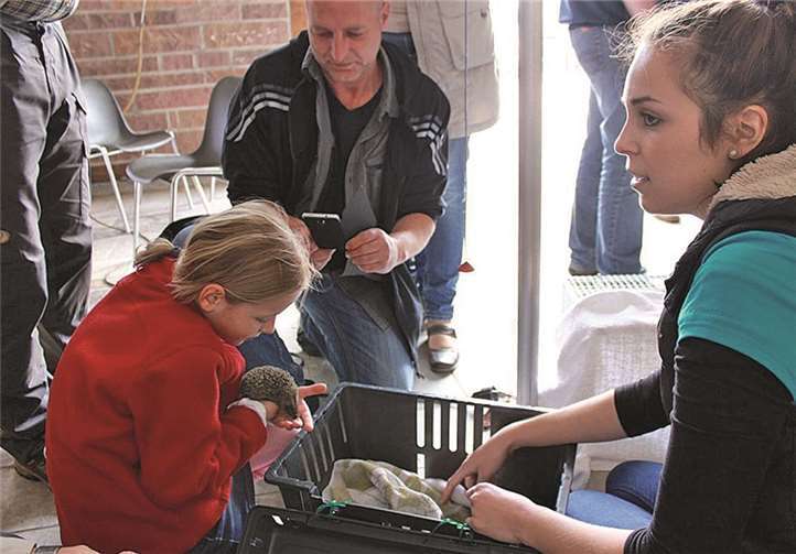 Bei so einem kleinen Babyigel gilt es, besonders behutsam zu sein.