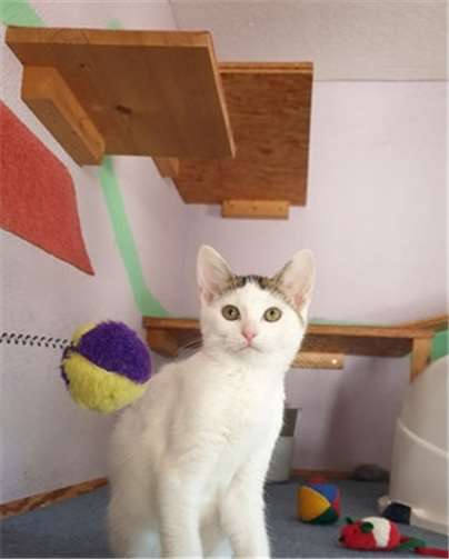 Beide sind geimpft, gechipt und entwurmt.Fotos: privat