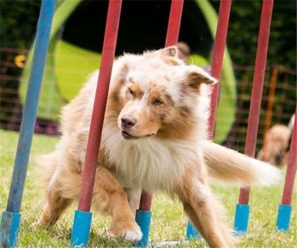 Beim Agility-Turnier treten 100 Hund-Mensch-Teams an.Foto: hd-projektfotografie.de
