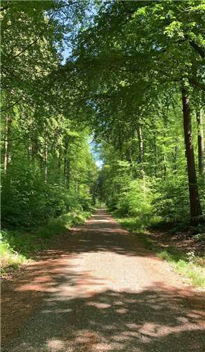 Beim Besuch des Lahnsteiner Waldes sollte man auf den ausgewiesenen Wegen bleiben. Foto: Stadtverwaltung Lahnstein