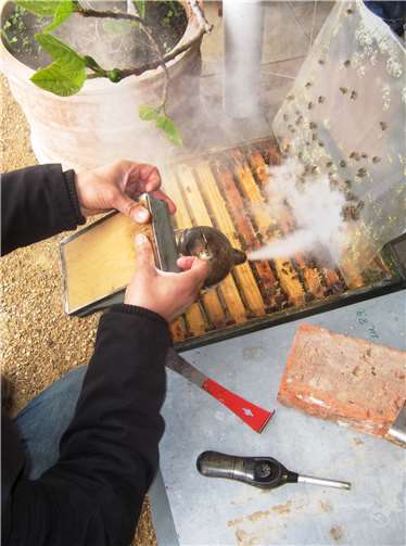 Beim Bienenanfängerseminar lernt man den Umgang mit den kleinen Tieren. Foto: privat