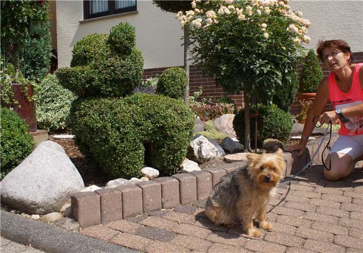 Beim Blumenschmuckwettbewerb 2017 entdeckte die Jury manche Besonderheit, wie z.B. ein Buxbaum, der in Form eines Hundes geschnitten war.