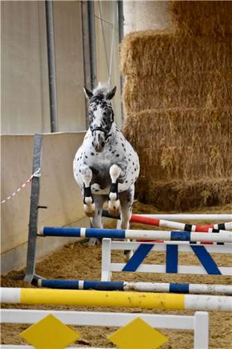 Beim Freispringen kann fast jedes Pferd mitmachen. Foto: privat