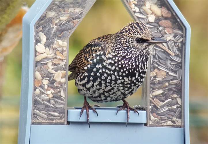 Beim Füttern von Vögeln gibt es einige Singe zu beachten.Copyright: SGD Nord