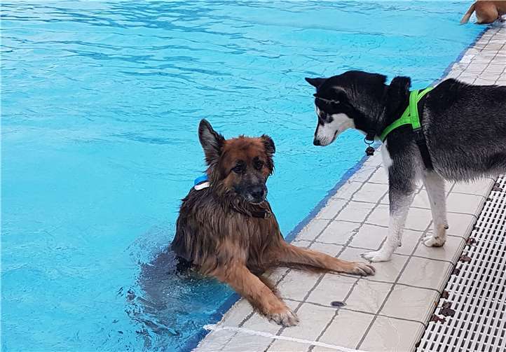 Beim Hundeschwimmtag hatten die Vierbeiner eine Menge Spaß. Foto: Antje Firmenich