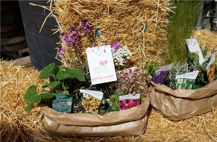 Beim Infostand der LAGA konnten die Besucher Stauden-Arrangements erwerben.