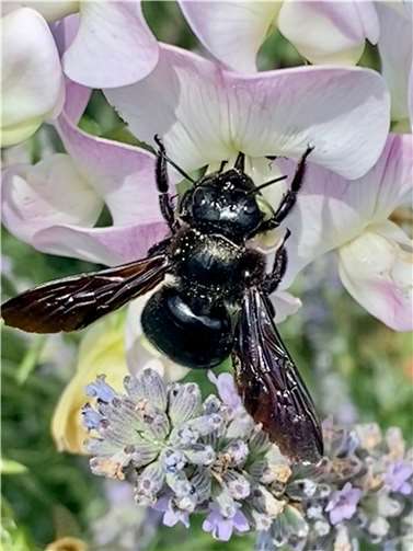 Beim Tag der Artenvielfalt in Unkel werden Insekten aufgespürt und bestimmt.